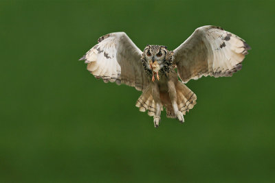 Indian Eagle Owl (Captive)