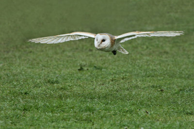 Barn Owl (Captive)