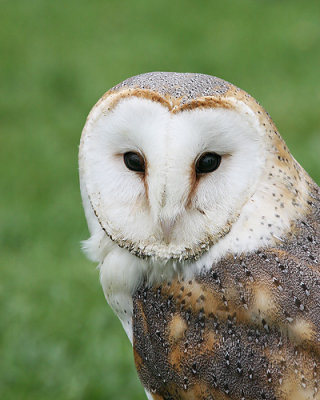 Barn Owl (Captive)