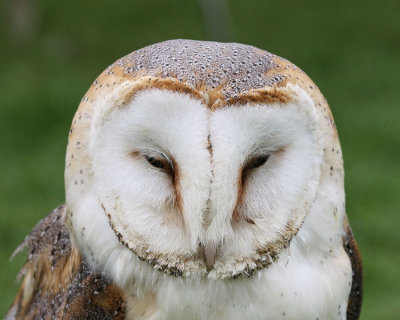 Barn Owl (Captive)