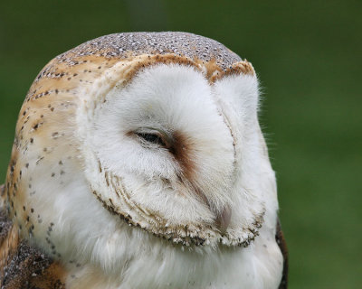 Barn Owl (Captive)