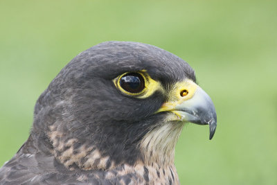 Gyr falcon x Peregrine falcon (Captive)