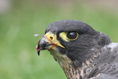 Gyr falcon x Peregrine falcon (Captive)