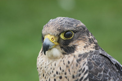 Barbary Falcon (Captive)