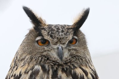 Eurasian Eagle Owl (Captive)