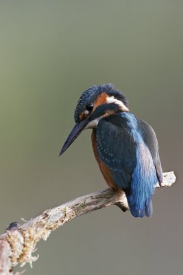 Common Kingfisher