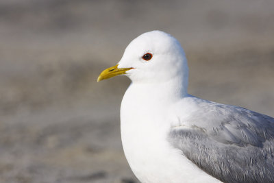 Common Gull