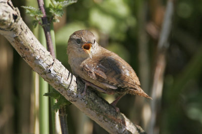 Wren