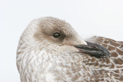 herring Gull