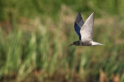 Black Tern