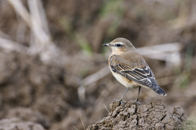 Wheatear