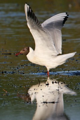 Black-headed Gull