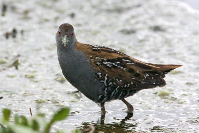 Baillon's Crake