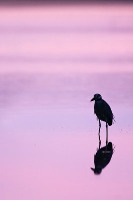 Yellow-crowned Night Heron