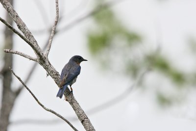 Eastern Bluebird