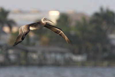 American Brown Pelican