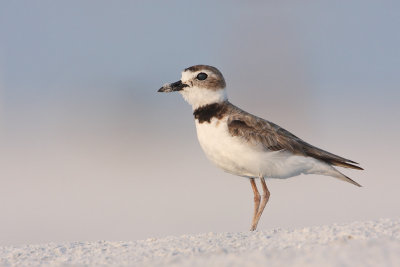 Wilson's Plover