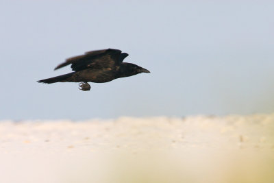 Fish Crow