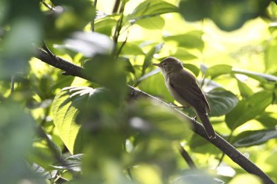 Marsh Warbler