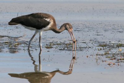 White Ibis