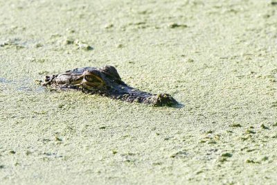 American Alligator