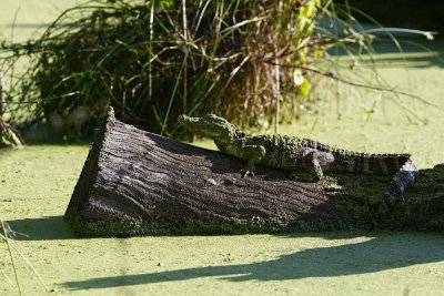American Alligator