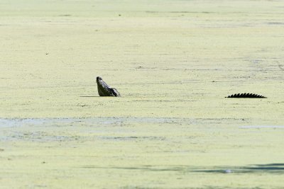 American Alligator