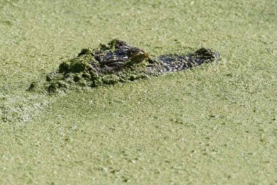 American Alligator