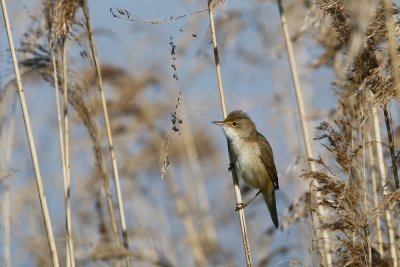 Reed Warbler