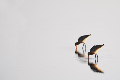 Black-tailed Godwit