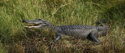 American Alligator