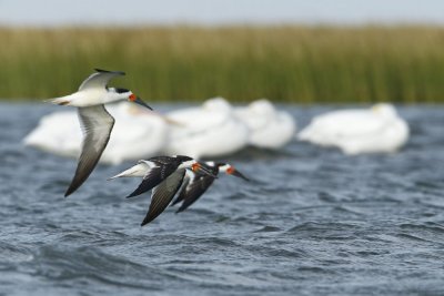 Black Skimmer