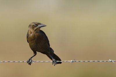 Great-tailed Grackle