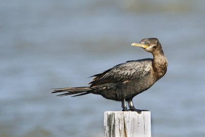 Double-crested Cormorant