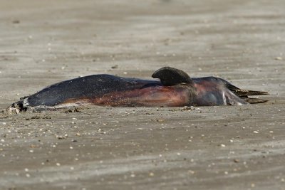 Bottle-nose Dolphin