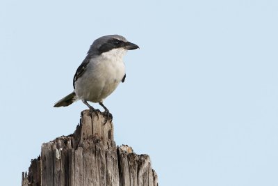 Loggerhead Shrike