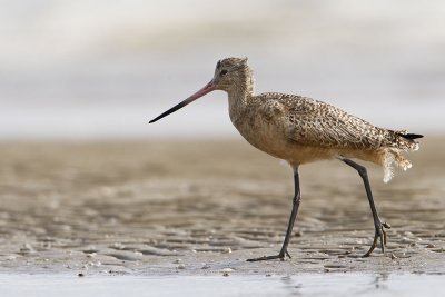 Marbled Godwit