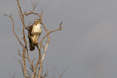 Red-tailed Hawk