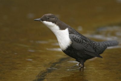 Dipper