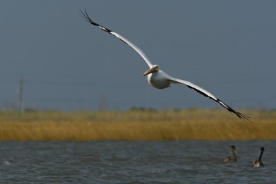 White Pelican