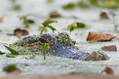 American Alligator