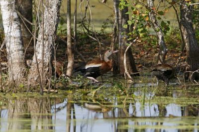 Black-bellied Whistling Duck