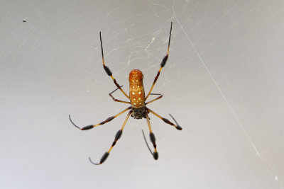 Golden Silk Spider