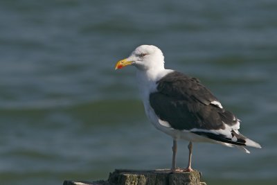 Great Black-backed Gull