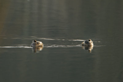 Little Grebe