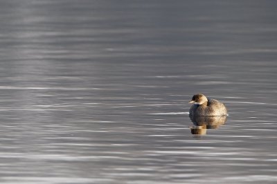 Little Grebe