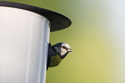 Blue Tit