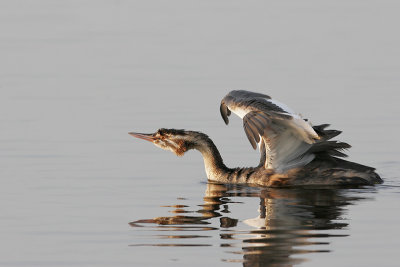 Great Crested Grebe