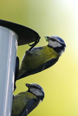 Blue Tit