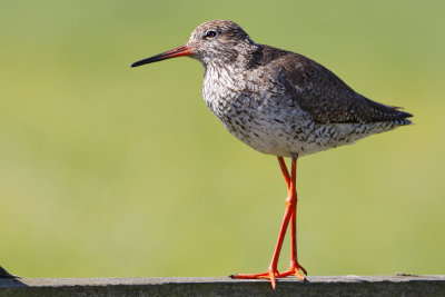 Redshank